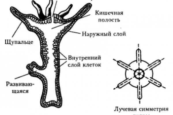 Kraken market place